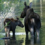 Colter Bay Moose Colter Bay Moose