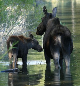 Colter Bay Moose